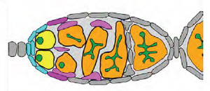 Dynamic Simulation of Bone Morphogenetic Protein Patterning in a 3D Finite ...