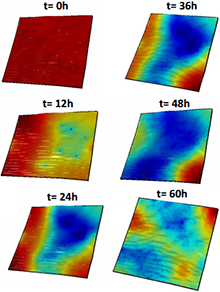 Multiscale Model of Human Pathogen Growth on Fresh Produce