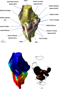 Investigating the Loading Behaviour of Intact and Meniscectomy Knee Joints ...