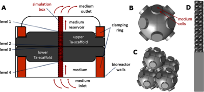 Simulation of the Oxygen Supply of Osteoblastic Cells in Dynamic 3D Cell ...