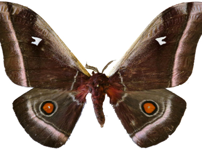 Investigating Vibroacoustic Properties in Moth Wings for Acoustic Camouflage