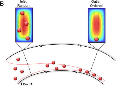 Modeling Inertial Focusing in Straight and Curved Microfluidic Channels